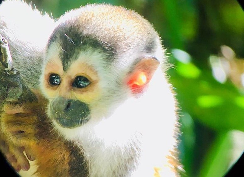 Picture 9 for Activity Manuel Antonio: Wildlife and Beach Tour in National Park