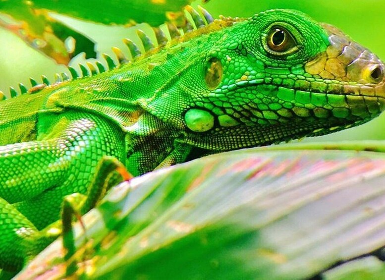 Picture 10 for Activity Manuel Antonio: Wildlife and Beach Tour in National Park