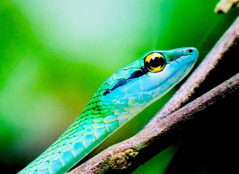 Picture 3 for Activity Manuel Antonio: Wildlife and Beach Tour in National Park