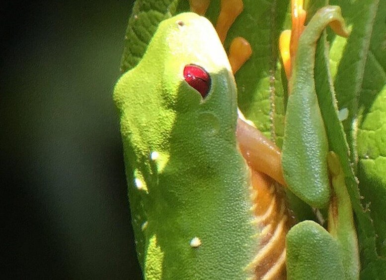 Picture 8 for Activity Manuel Antonio: Wildlife and Beach Tour in National Park