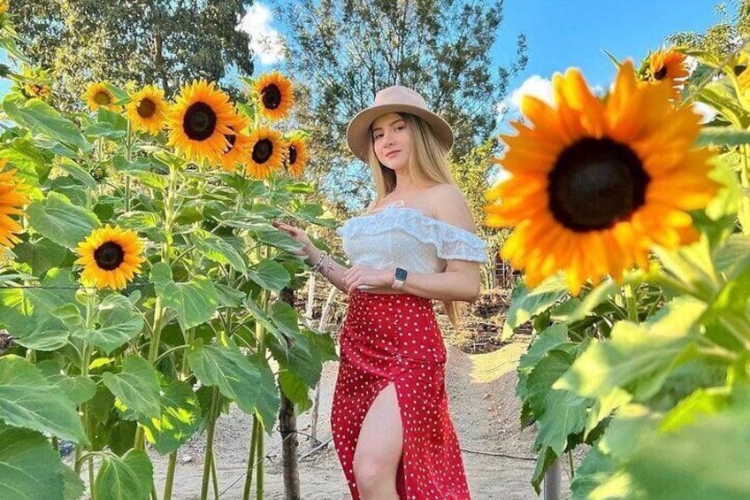 Sunflower Farm