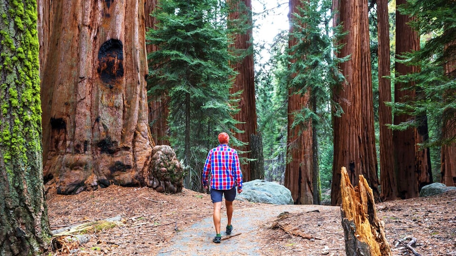 Alcatraz Night Tour with Aquarium + Muir Woods with Napa & Sonoma Wine Tour