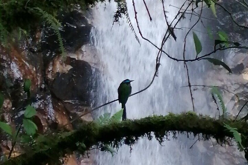 SECRET WATERFALL HIKE TOUR - ULTRA TOURS MEDELIN