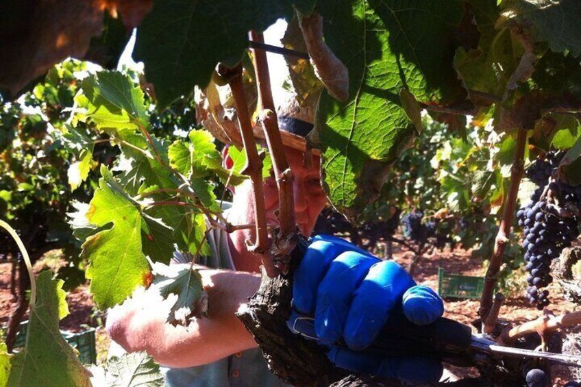 Bodega Tour XL Mallorca incl. 3x wine tasting pick up east coast