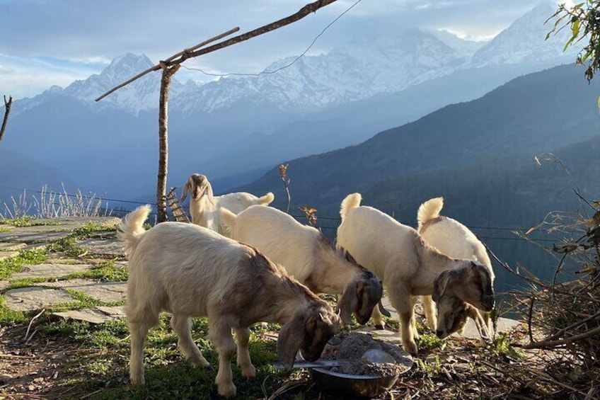 Baby goat you will get to see in the village of Tikot!