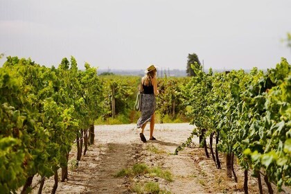 Private Full Day Wine Tasting Tour from Lisbon to Setubal