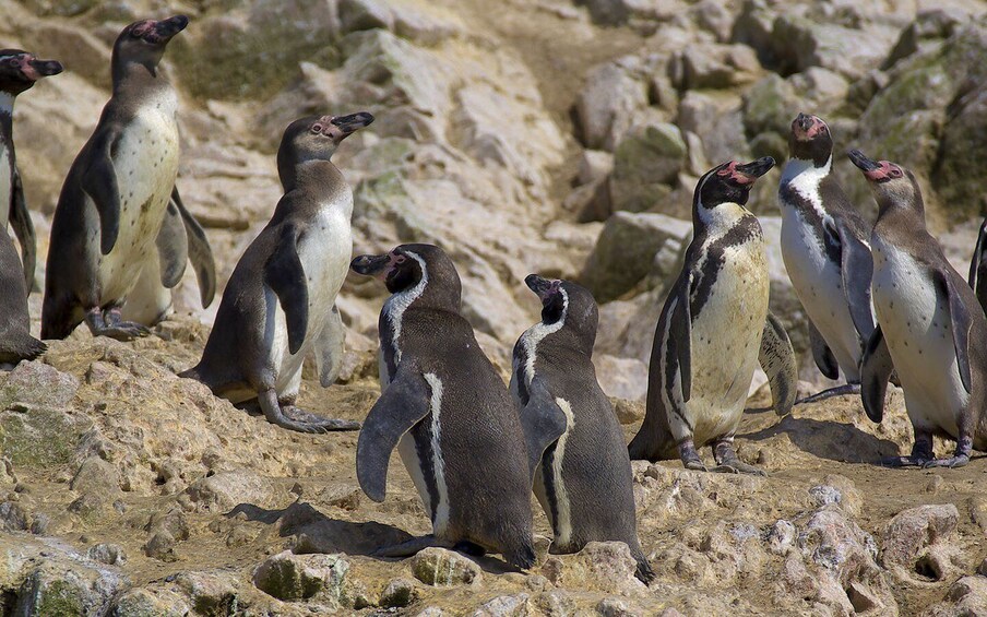 Picture 1 for Activity From Huacachina: Ballestas Island and Paracas Reserve Tour