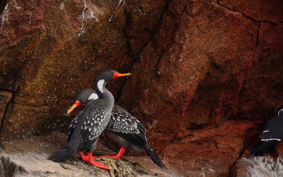 From Huacachina: Ballestas Island and Paracas Reserve Tour