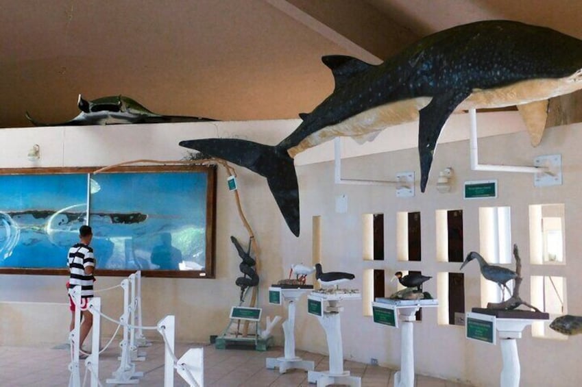 Contoy Island Tour from Cancun and Isla Mujeres with Snorkeling