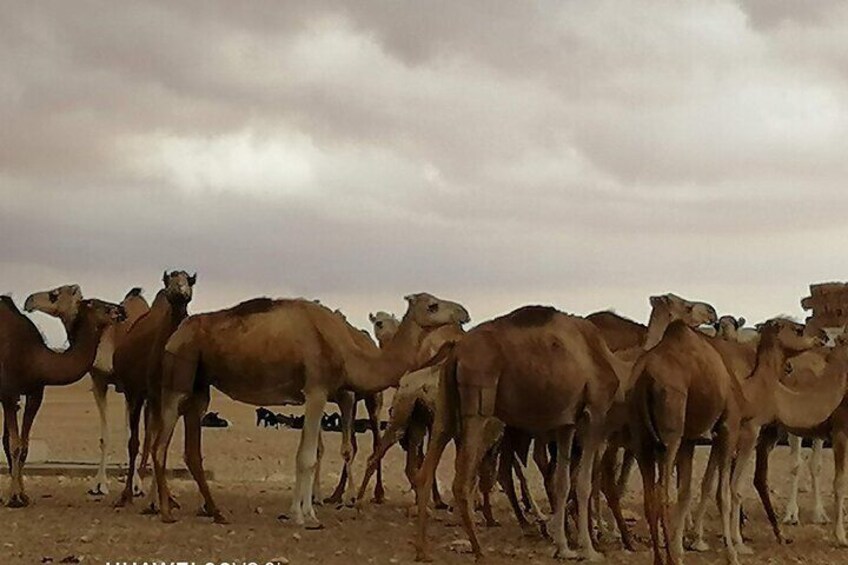 2 Days in the Desert on Camel Back