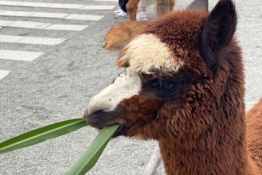 Yilan Day Tour Whale Watching Cruise and Animal Farm