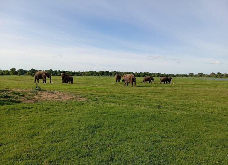 Picture 40 for Activity Minneriya: National Park Jeep Safari from Sigiriya/Dambulla