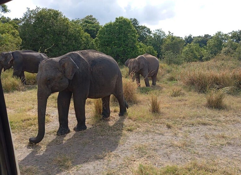 Picture 34 for Activity Minneriya: National Park Jeep Safari from Sigiriya/Dambulla