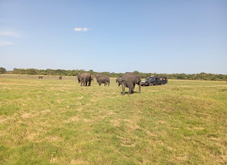 Picture 22 for Activity Minneriya: National Park Jeep Safari from Sigiriya/Dambulla