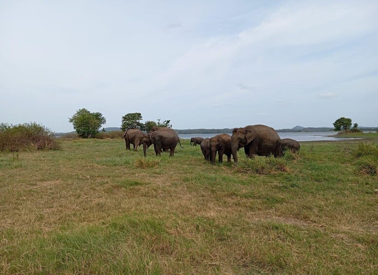 Picture 9 for Activity Minneriya: National Park Jeep Safari from Sigiriya/Dambulla