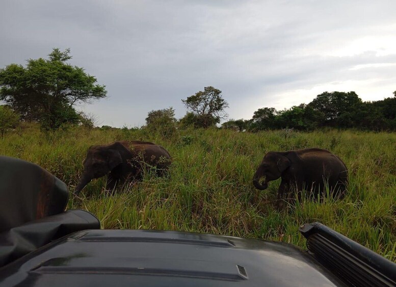 Picture 27 for Activity Minneriya: National Park Jeep Safari from Sigiriya/Dambulla