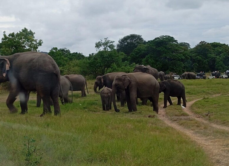 Picture 2 for Activity Minneriya: National Park Jeep Safari from Sigiriya/Dambulla