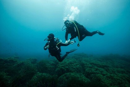 French Riviera: Scuba Diving and Freediving Experience