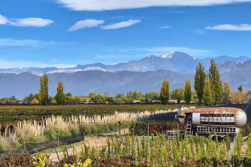 MAAL Wines
