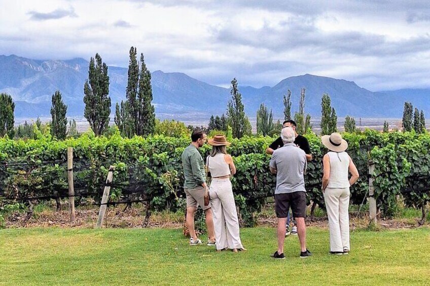 Vineyard tour with majestic views