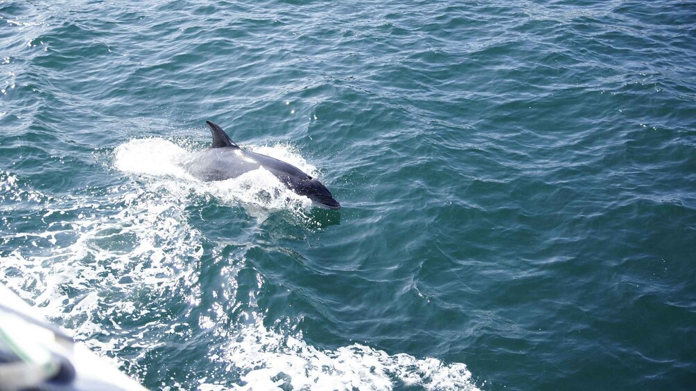 Picture 4 for Activity St.Augustine: Dolphin Watch & Historical Harbor Tour +Drinks