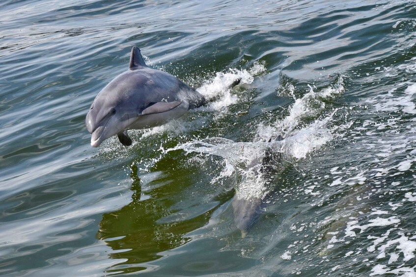 Picture 1 for Activity St.Augustine: Dolphin Watch & Historical Harbor Tour +Drinks