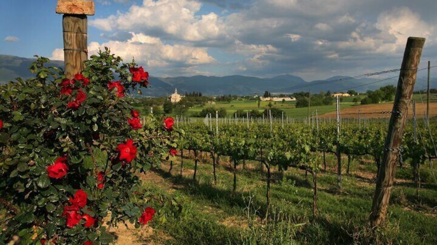 Guided Winery Tour and Private Tasting in Montefalco