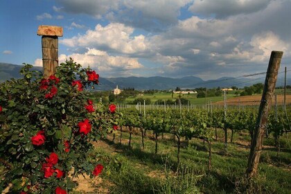 Guided Winery Tour and Private Tasting in Montefalco