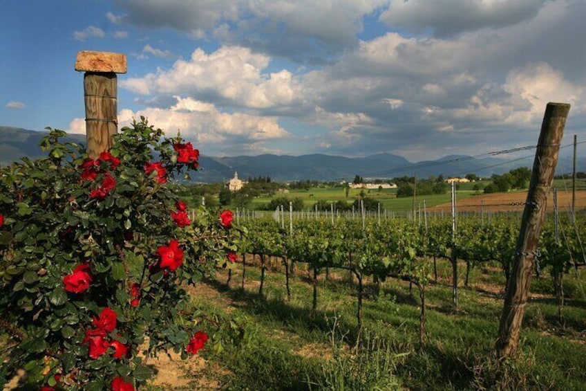 Guided Winery Tour and Private Tasting in Montefalco