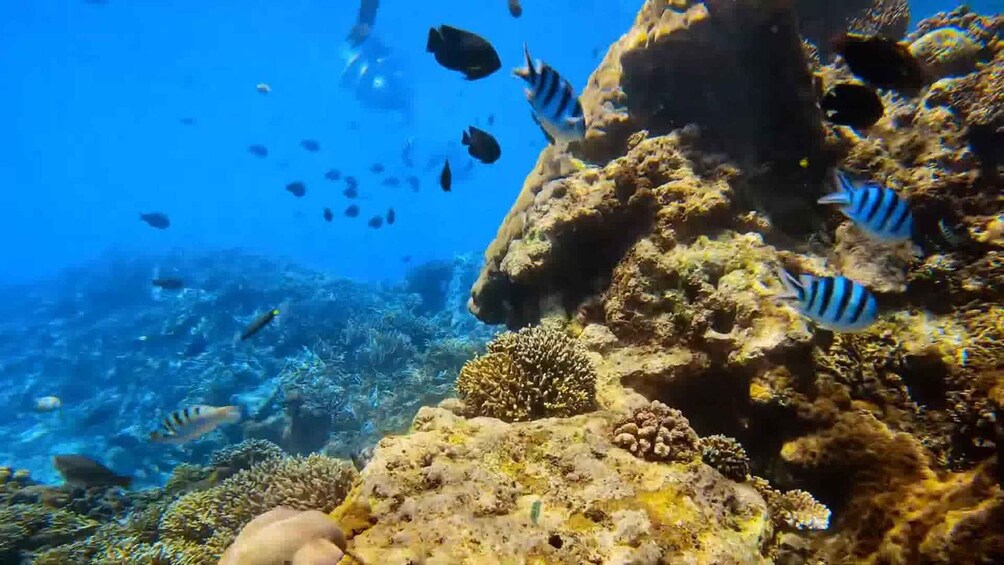 Picture 6 for Activity Bali: Private Snorkeling With Blue Lagoon Snorkeling