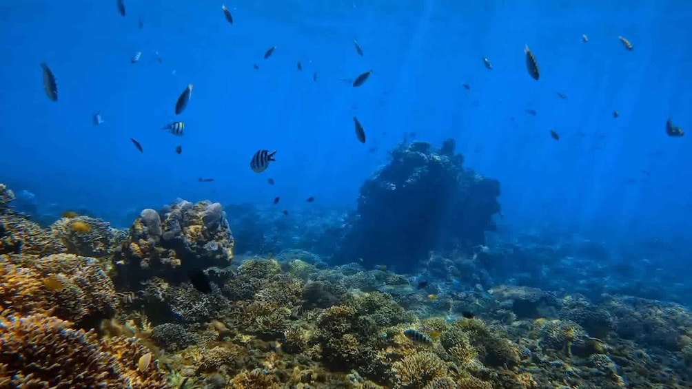 Picture 2 for Activity Bali: Private Snorkeling With Blue Lagoon Snorkeling