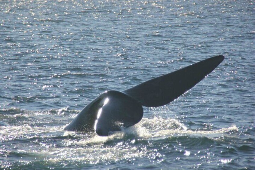 Whale Watching Capetown, South Africa