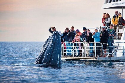 Boat Based Whale Watching from Hermanus