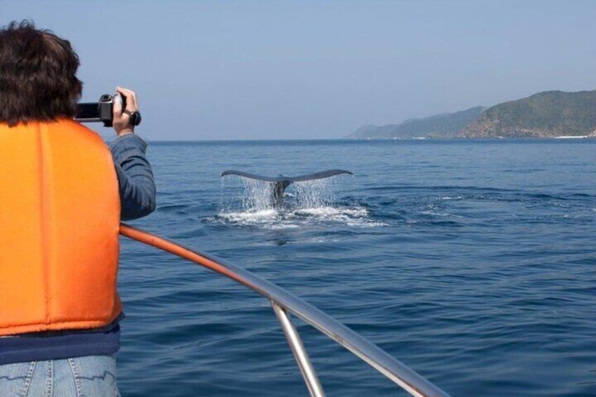 Whale Watching Capetown, South Africa