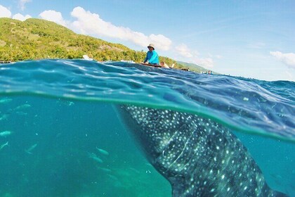 Whale Shark Snorkelling, Kawasan Falls, Sardines Run from Cebu