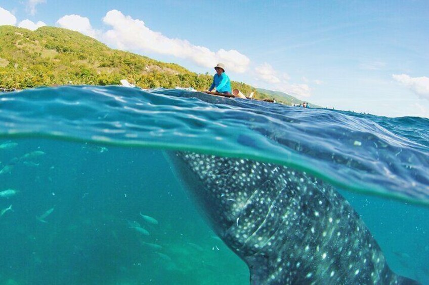  Whale Shark Watching Private Tour in Kawasan Falls Cebu City