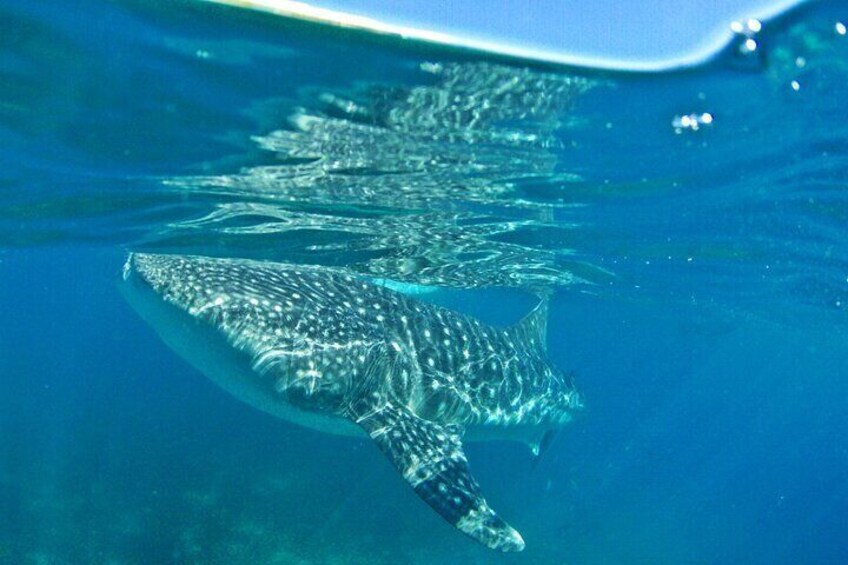  Whale Shark Watching Private Tour in Kawasan Falls Cebu City