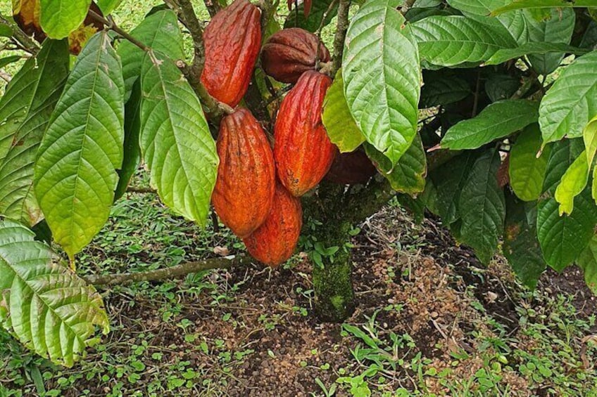 Cocoa plant with fruits 