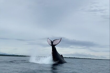 Whale Watching and Island Snorkeling Tour in Playa Venao