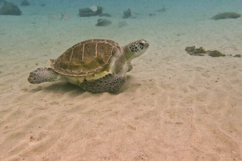  Private All west Beach Boat tour Snorkel with turtles