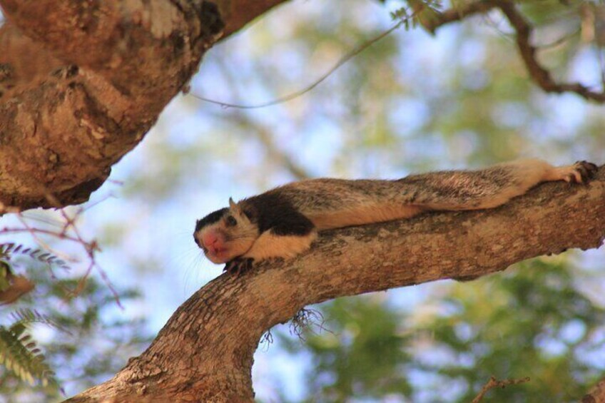 Giant Squirrel