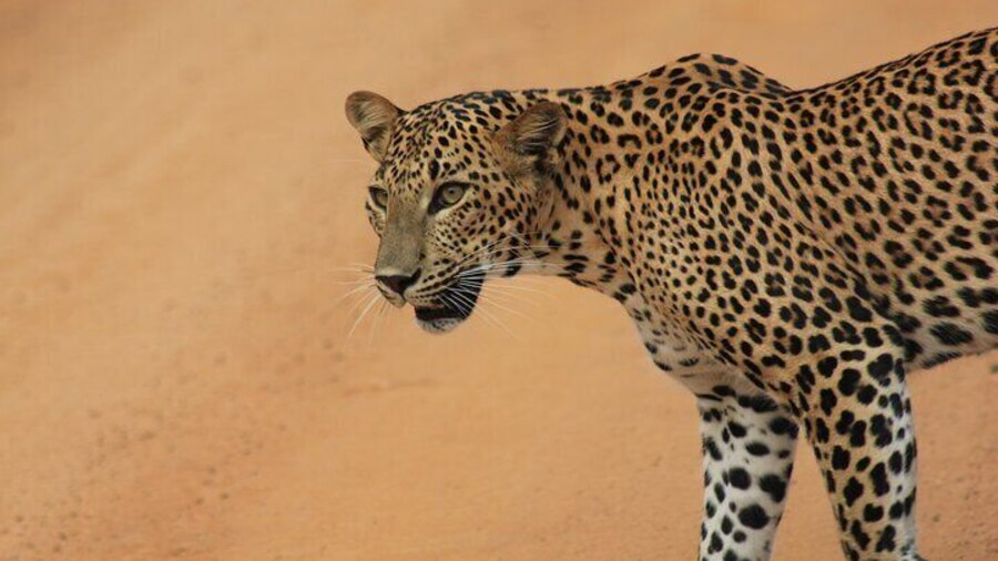 The Leopard
