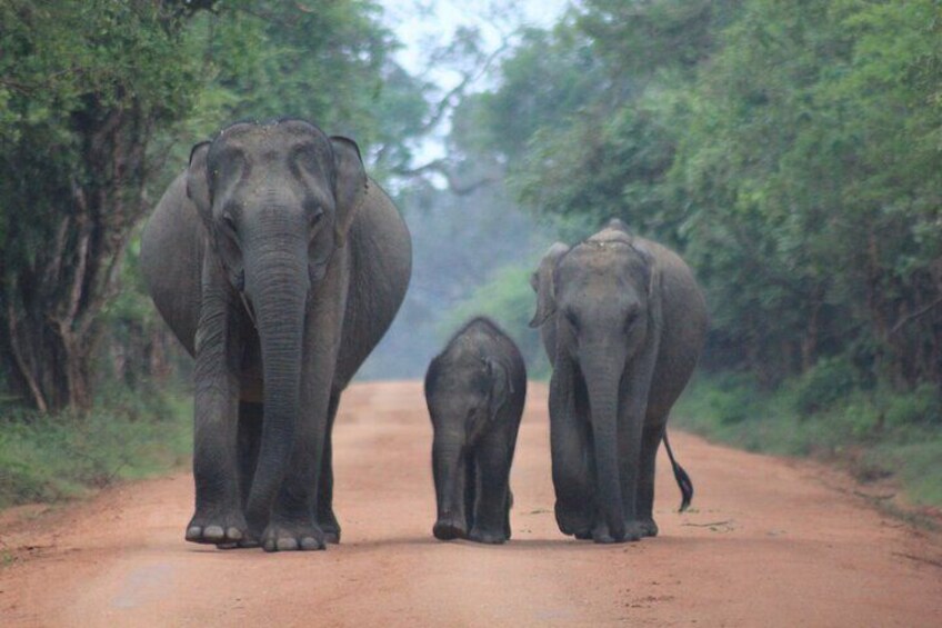 An Elephant Family