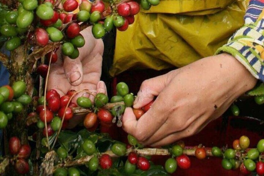 Coffee Tour from Coffee Growers to Your Cup