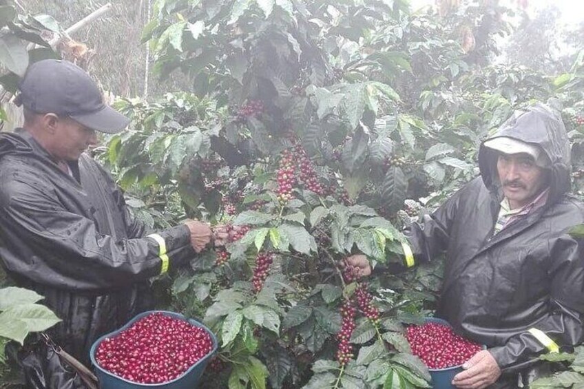 Coffee Tour from Coffee Growers to Your Cup