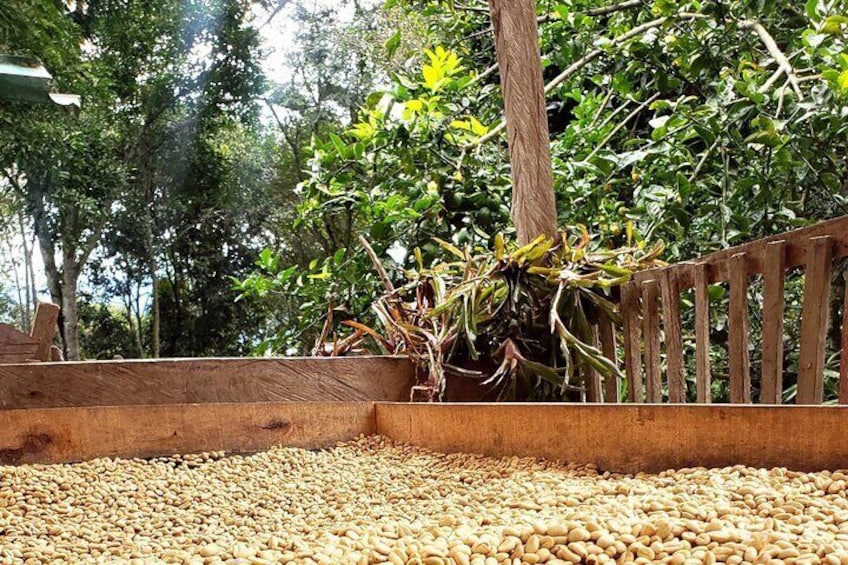 Coffee Tour from Coffee Growers to Your Cup