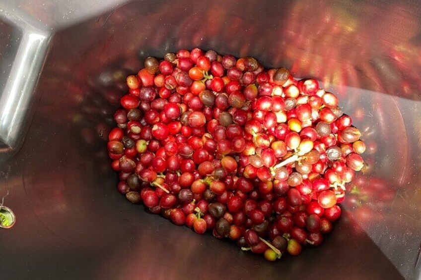 Coffee Tour from Coffee Growers to Your Cup