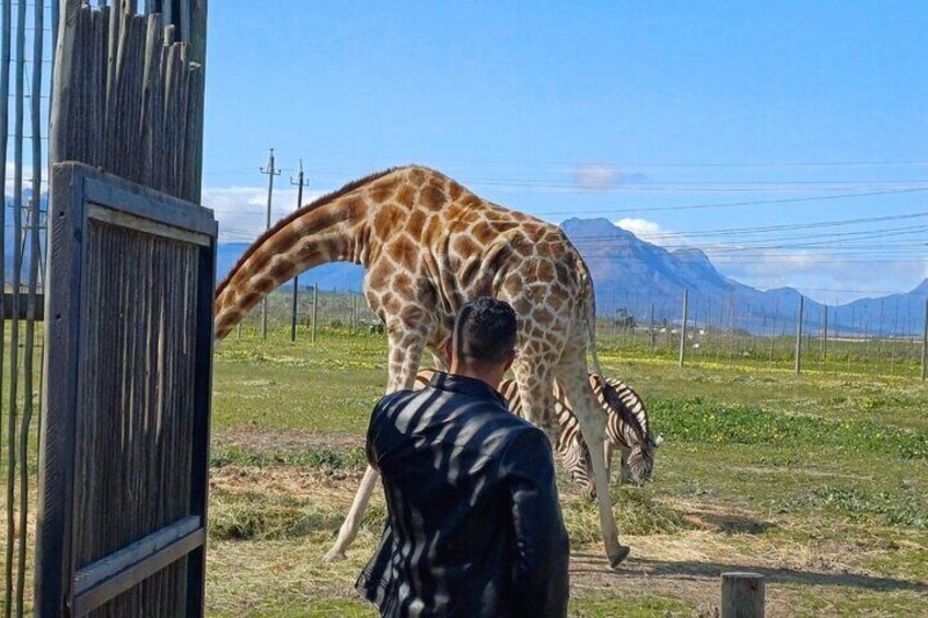 Cape Town Wine Tasting and Giraffe House, Cheetah Encounter Tour