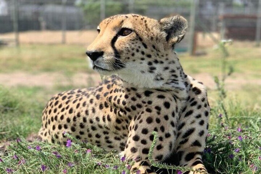 Cape Town Wine Tasting and Giraffe House, Cheetah Encounter Tour