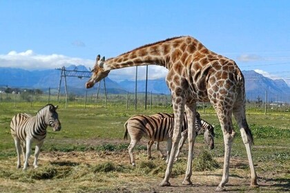 Cape Town Wine Tasting and Giraffe House, Cheetah Encounter Tour